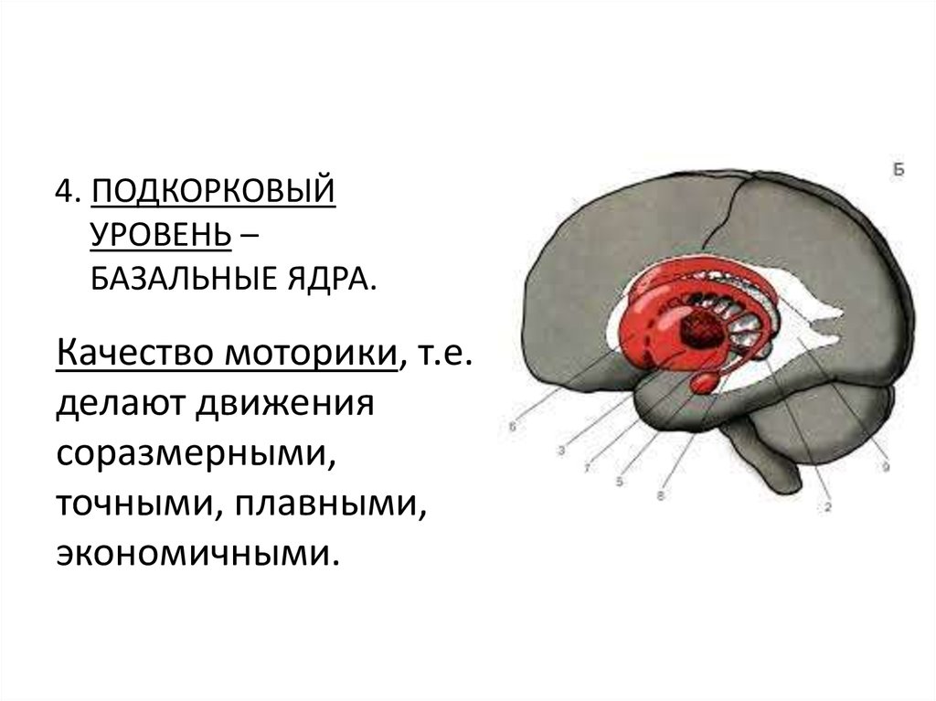 Подкорковые структуры мозга. Базальные подкорковые ядра. Подкорковый уровень. Базальные отделы мозга. Базальные ядра это подкорковые центры.