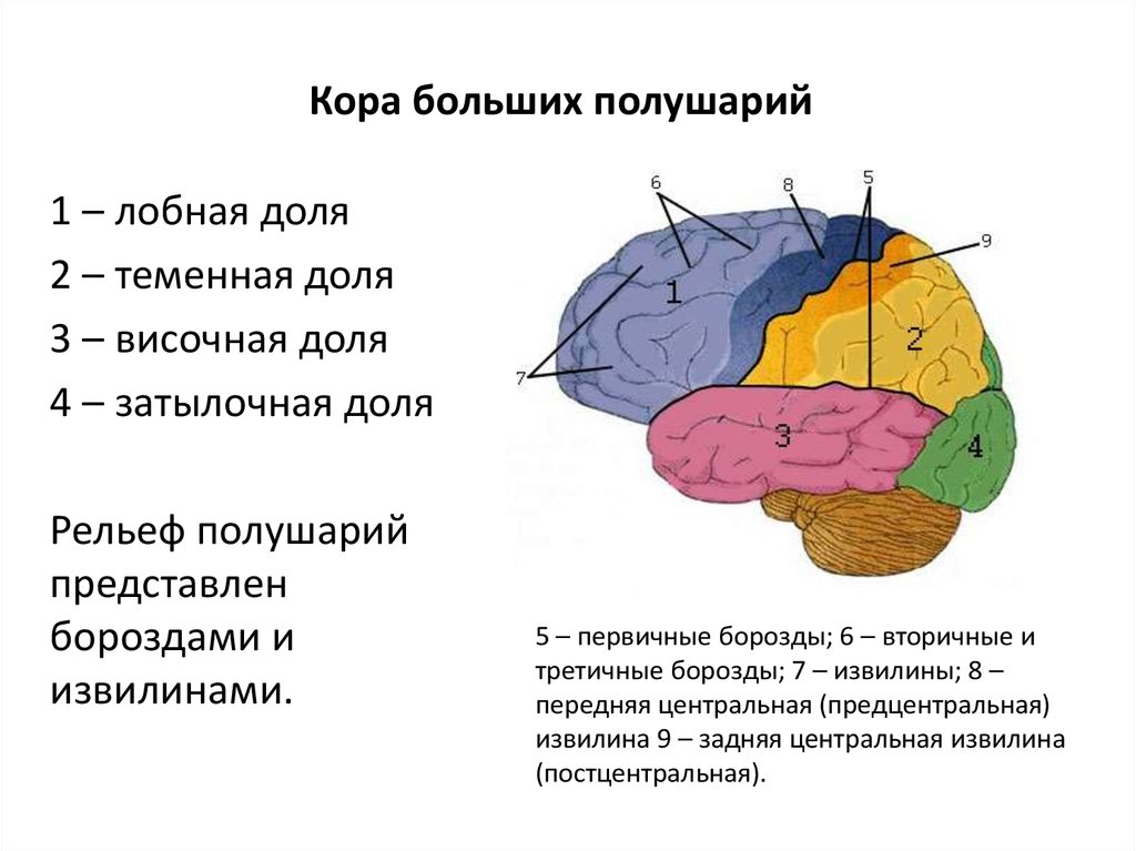 Организация коры головного мозга. Зоны коры задних отделов больших полушарий. Функции долей коры больших полушарий головного мозга. Лобной доле коры больших полушарий..