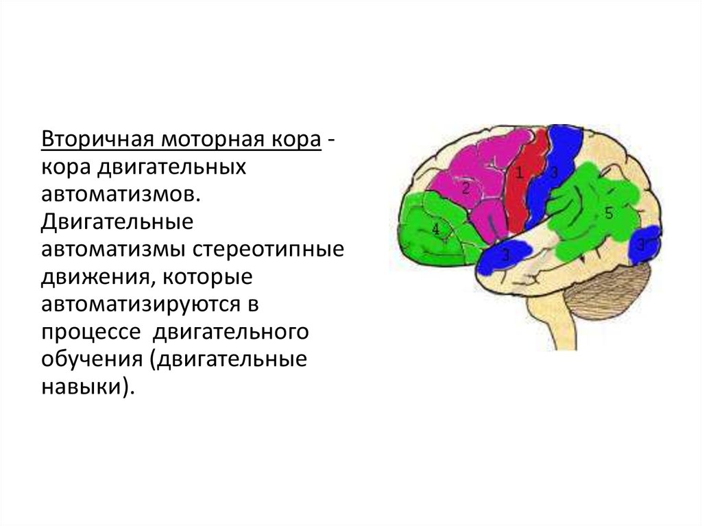 Моторная зона коры находится в