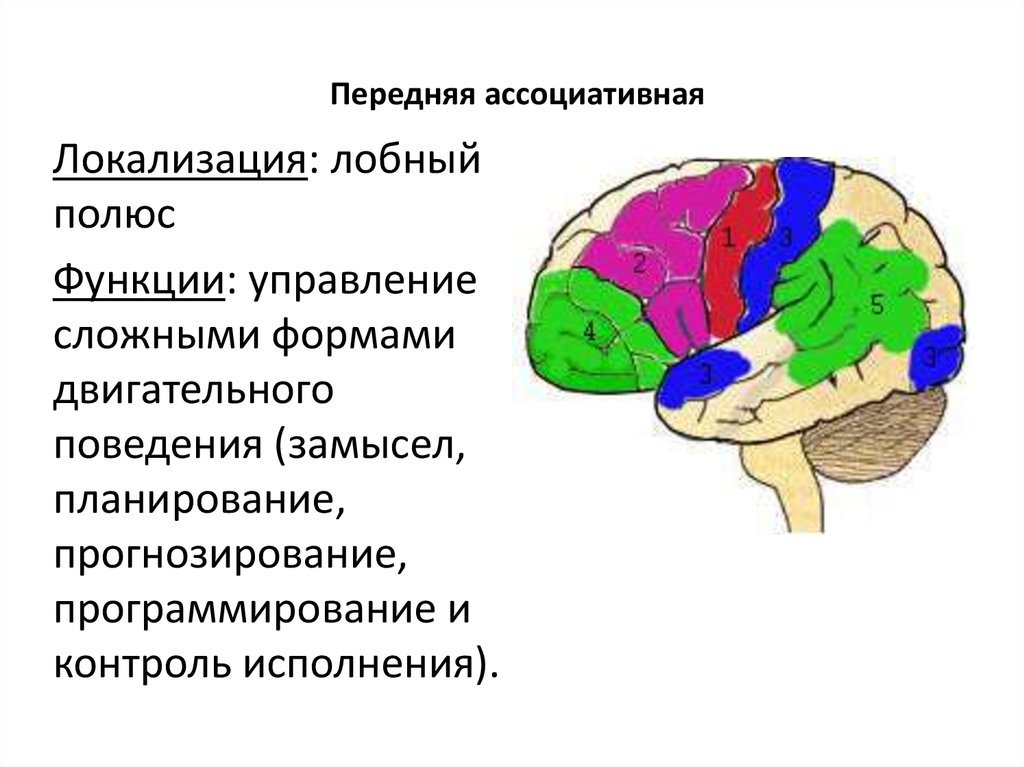 Передний мозг центр регуляции. Лобный полюс. Ассоциативная лобная. Лобная локализация. Ассоциативные области в лобных долях.