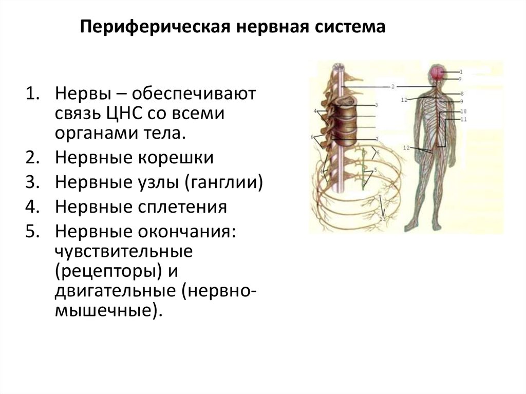 Какие функции выполняет периферическая нервная система. Периферическая НС строение функции. Периферическая нервная система схема строения. Структуры, относящиеся к периферической нервной системе. Структура периферической НС.