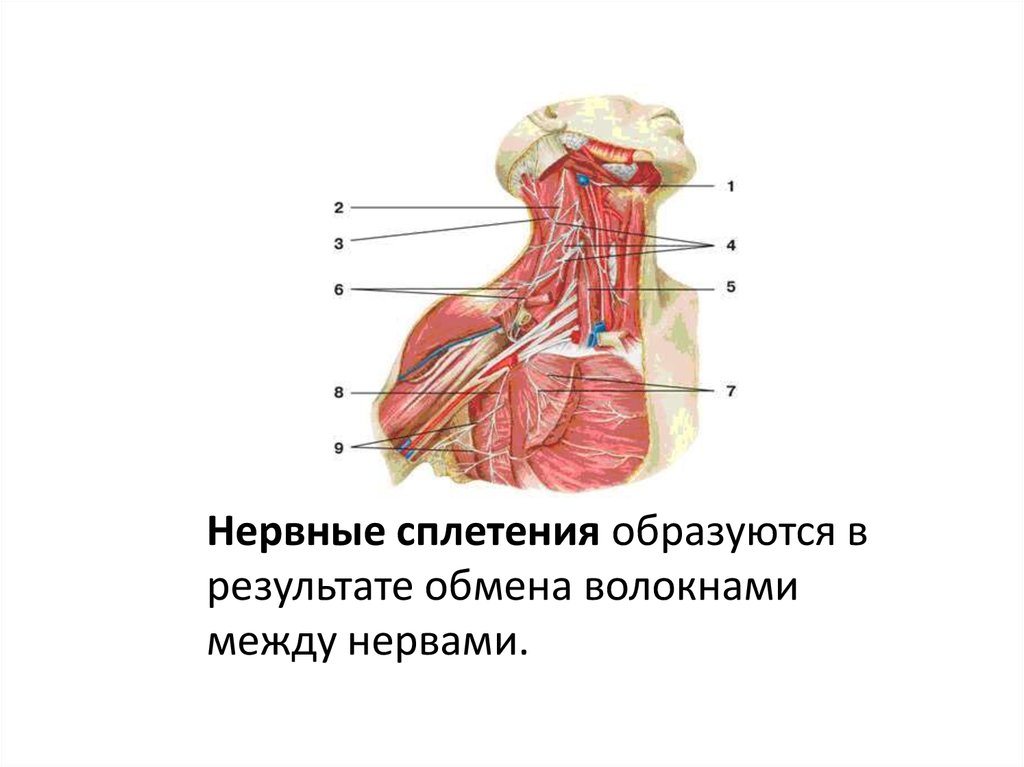 Нервные сплетения. Надчеревные сплетения. Чревное сплетение. Крупные нервные сплетения.