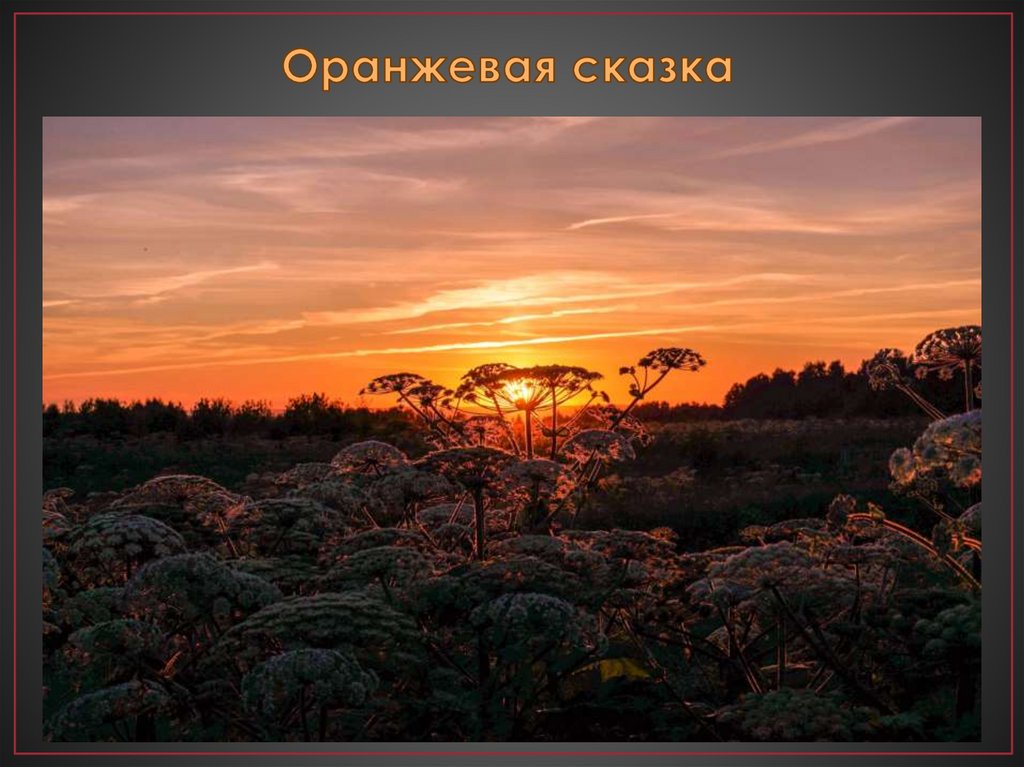 Оранжевая сказка