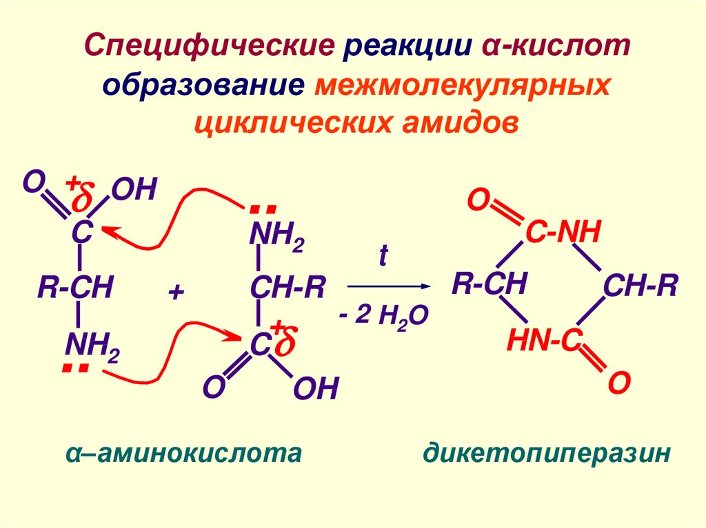 Реакции образования кислотных. Дикарбоновые кислоты образование циклических ангидридов и амидов. Образование циклических амидов дикарбоновых кислот. Реакции образования амидов кислот. Реакция образования амидов.