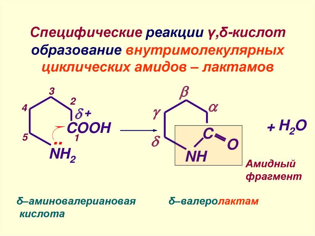 Гидролиз лактида. Лактоны и лактамы. Образование циклических амидов. Реакции образования амидов кислот. Реакция образования кислоты.