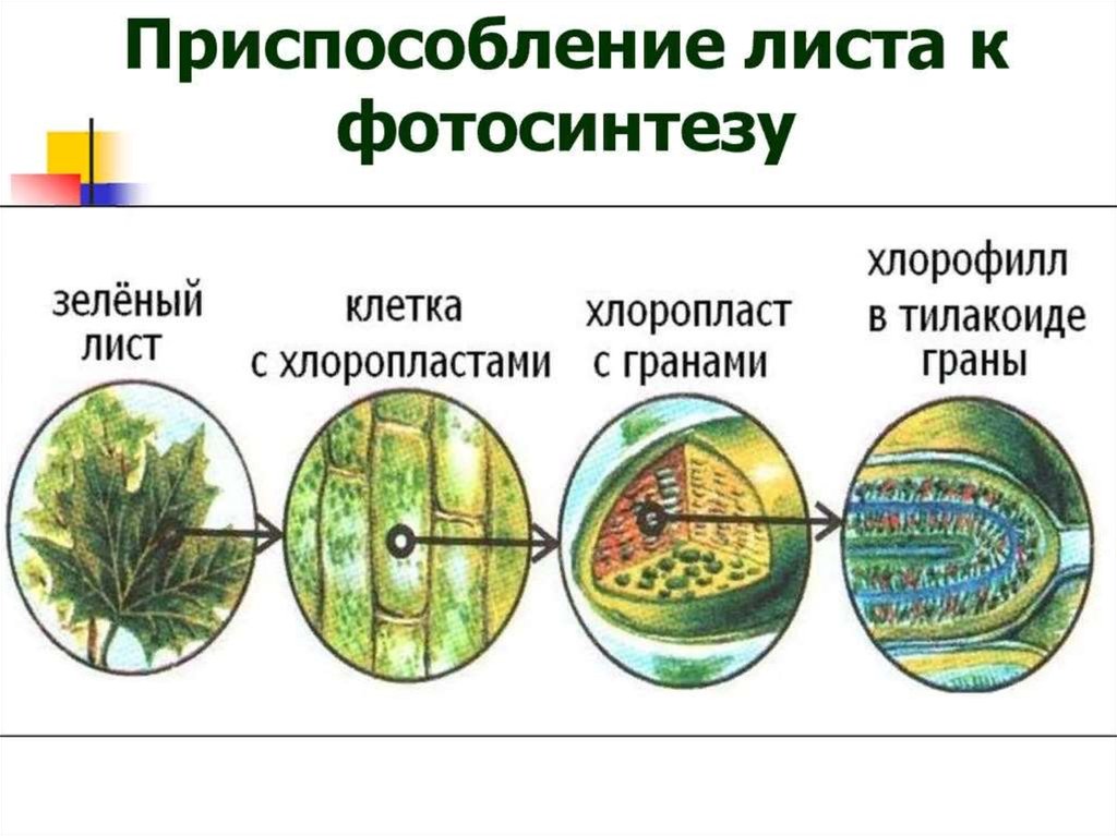 Фотосинтез возбуждение хлорофилла. Приспособление листа к фотосинтезу. Приспособления листьев к фотосинтезу. Приспособление растений к фотосинтезу. Приспособленность листа к фотосинтезу.