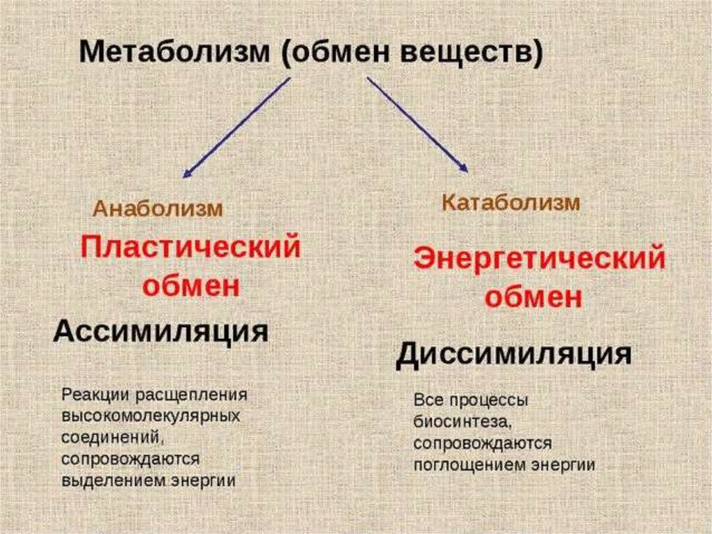 Вещества человека. Что такое метаболизм анаболизм таблица. Пластический обмен и энергетический обмен таблица. Вид обмена веществ пластический и энергетический. Анаболизм и катаболизм.