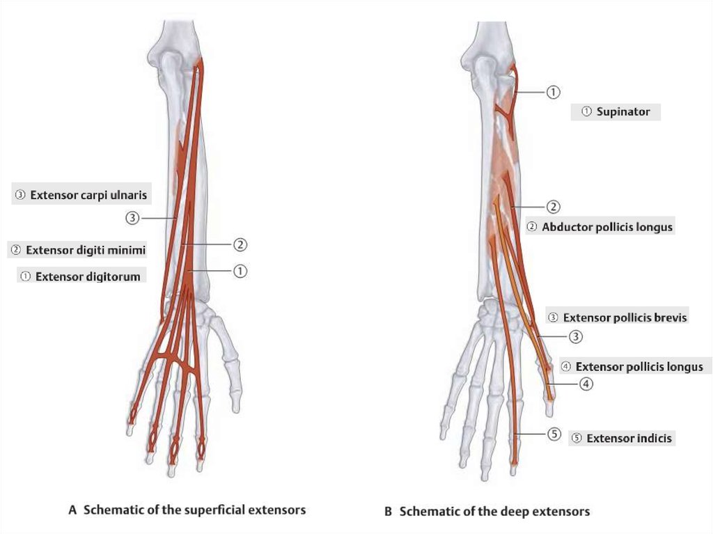 M extensor digitorum. Локтевой разгибатель запястья (musculus extensor Carpi ulnaris). Extensor pollicis Longus. Extensor Carpi ulnaris мышца. M extensor Carpi radialis Longus.