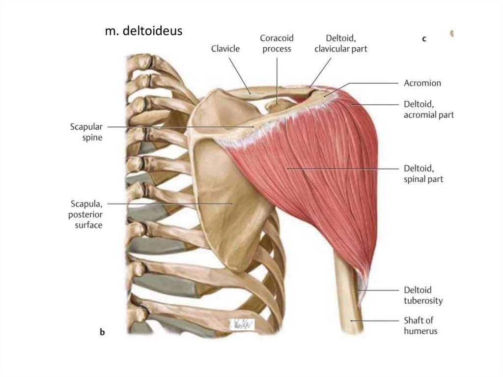 Musculus deltoideus анатомия