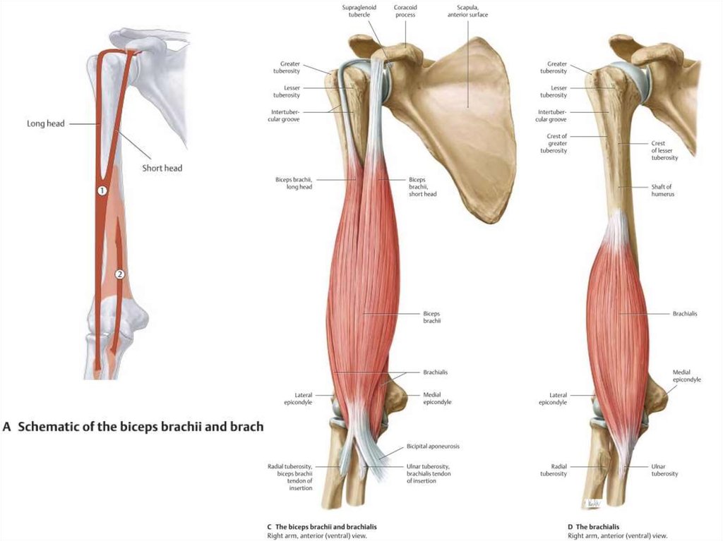 Укажите прикрепление плечевой мышцы. Плечевая мышца (m. brachialis). Клювовидно плечевая мышца плеча. Плечевой пояс верхней конечности. Пояс верхних конечностей анатомия плечевая.