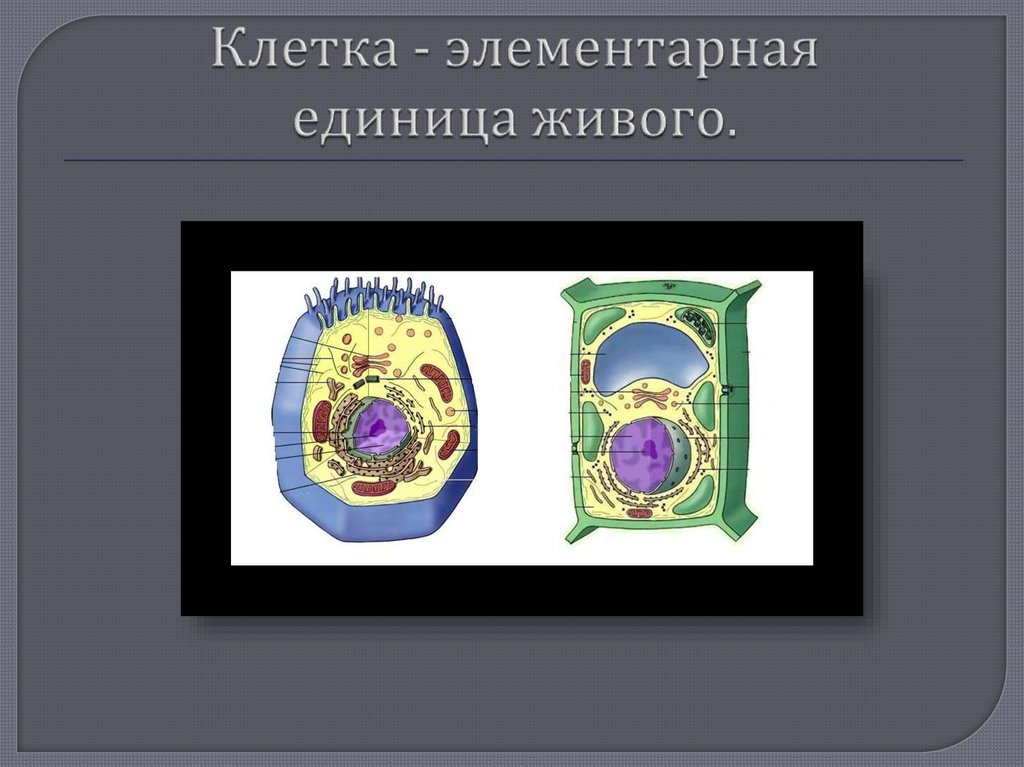 Клетка единица живого организма 5 класс. Клетка единица живого. Клетка элементарная Живая система. Элементарная единица живого. Клетка как единица живого.