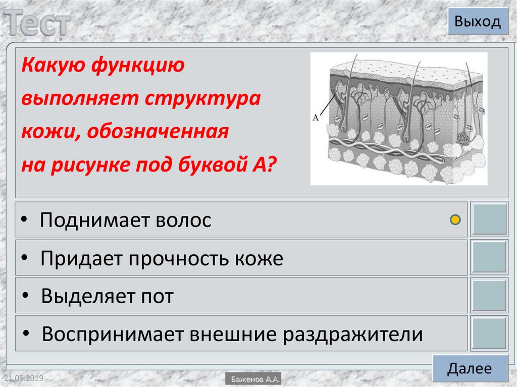 Определите структуру кожи под номером 5