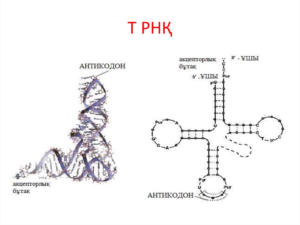 Образование антикодона трнк