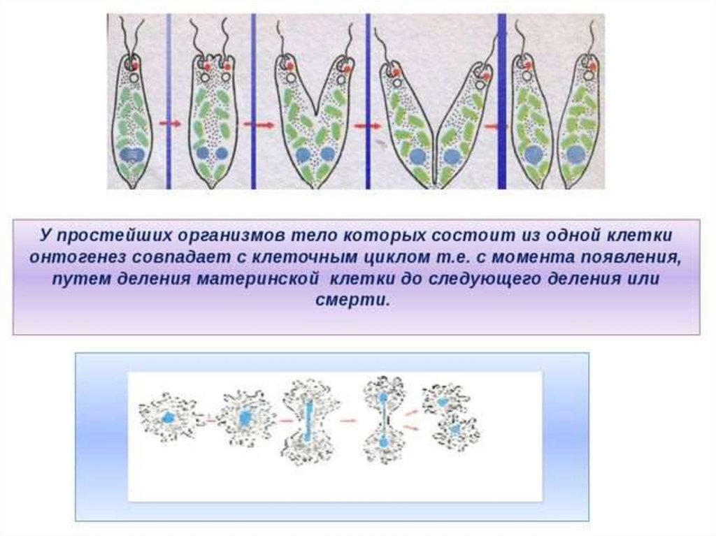Тест размножение и развитие организмов 10 класс. Онтогенез. Онтогенез одноклеточных. Онтогенез простейших. Размножение онтогенез.