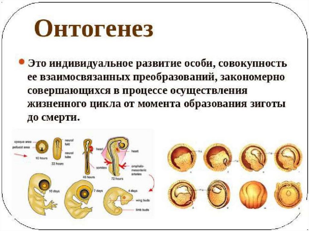 Презентация по биологии эмбриональное развитие организма