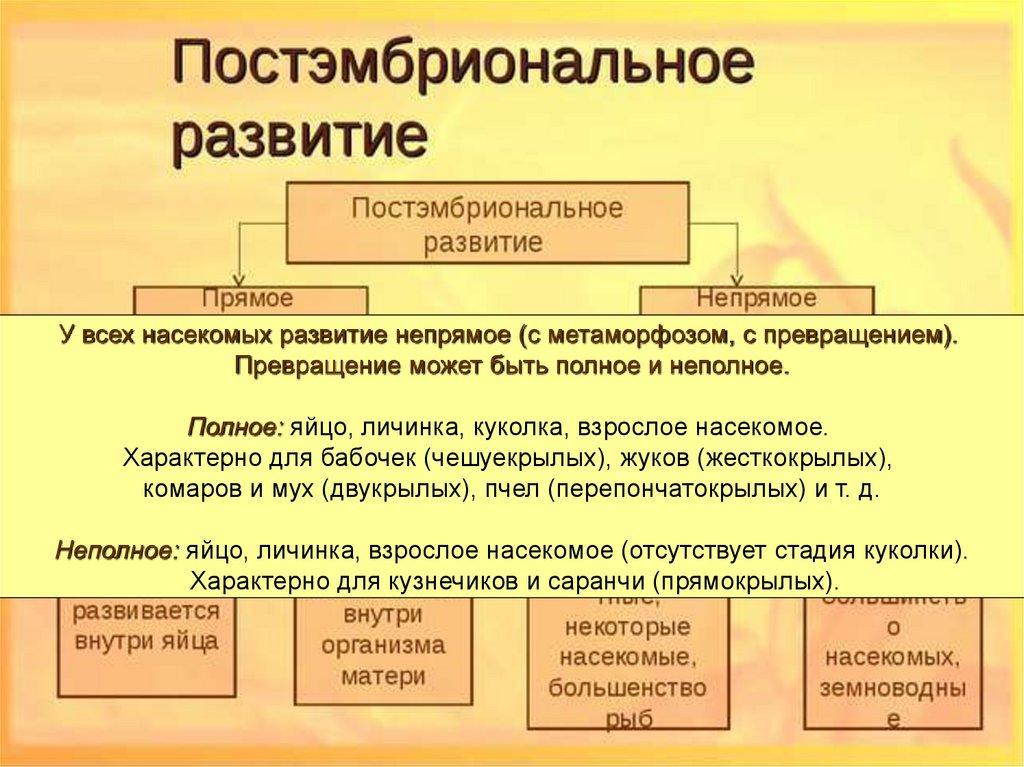 Схему этапов развития речи в онтогенезе у человека физиология