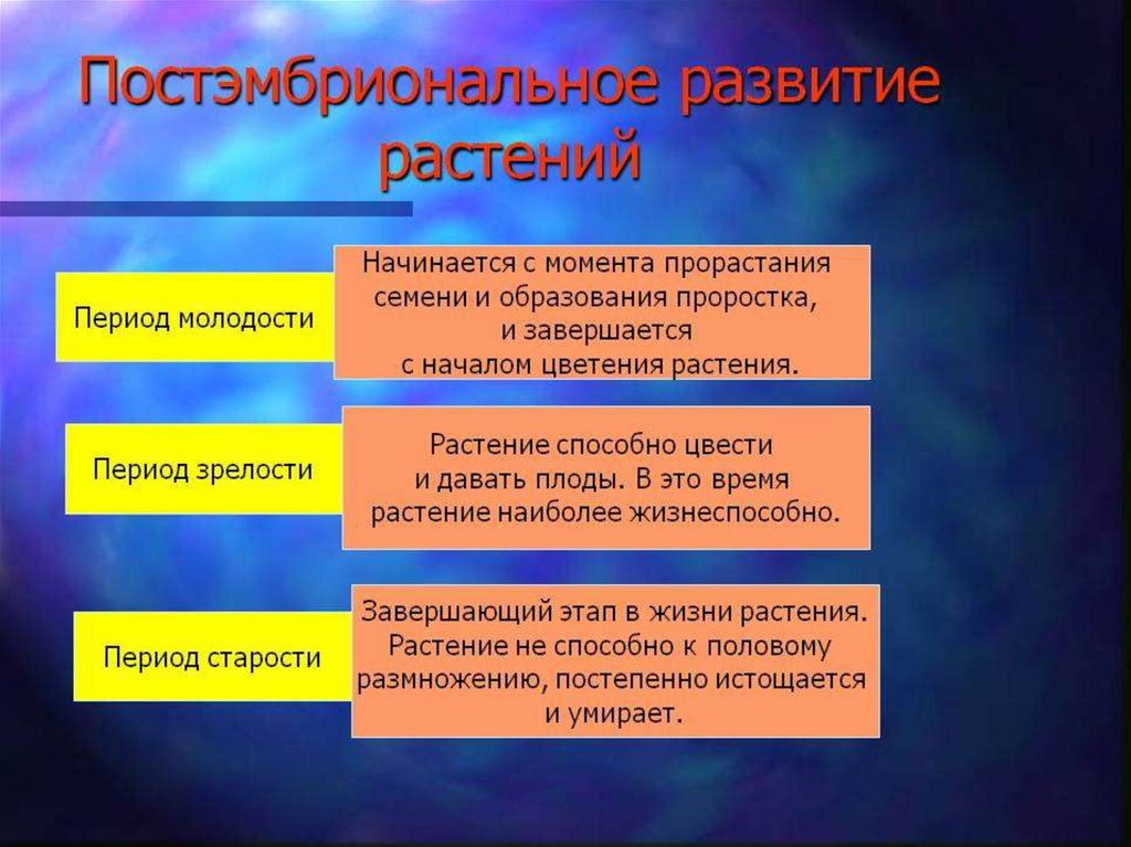 Онтогенез растений презентация