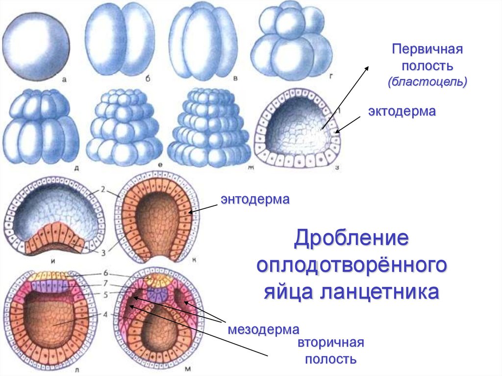 Начальный этап развития оплодотворенного яйца носит название. Дробление бластулы у ланцетника. Онтогенез Бластуляция. Бластула гаструла нейрула ланцетника. Онтогенез этапы эмбрионального развития.