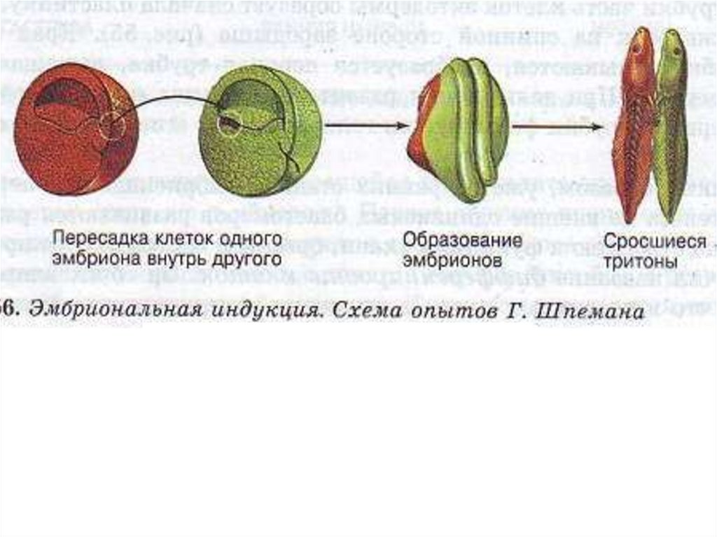 Онтогенез презентация 10. Сравнение онтогенеза вишни иживотного.