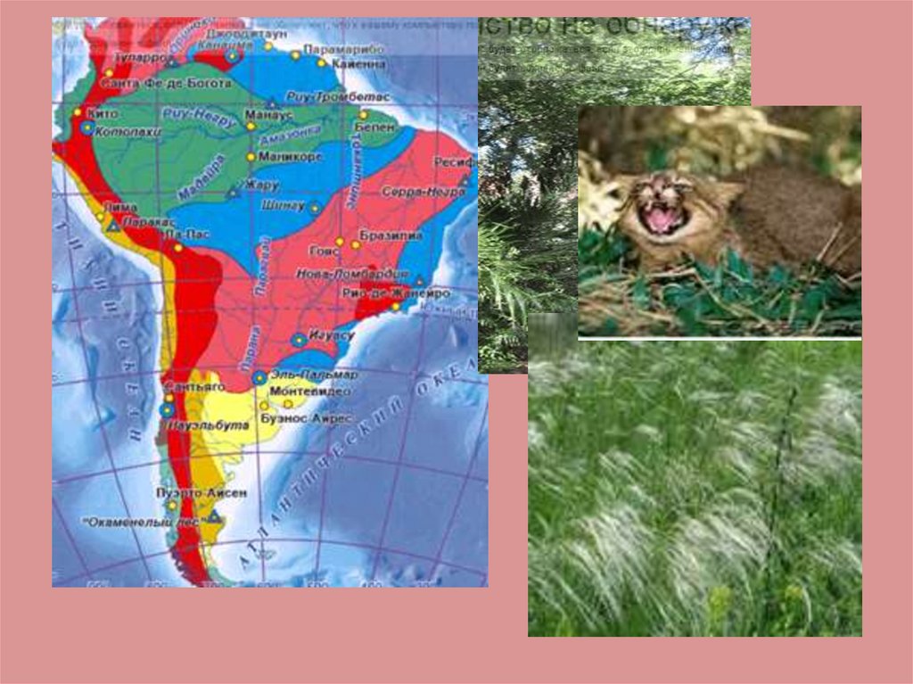 Пампа природная зона южной америки