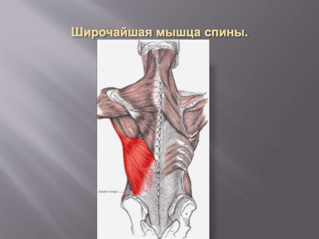 Широчайшая мышца спины. Ромбовидная мышца спины анатомия. Латиссимус Дорси мышца. Функции широчайшей мышцы спины. Широчайшая мышца спины анатомия.