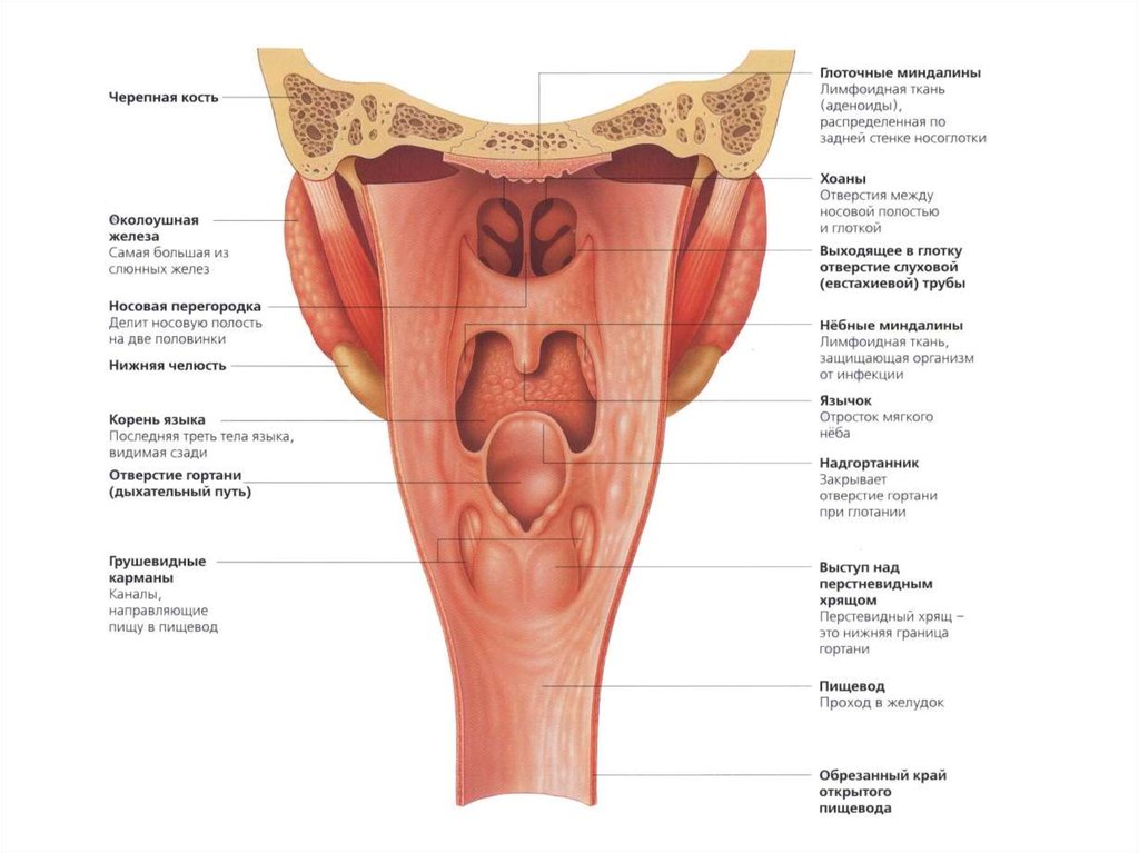 Глотка мышцы глотки. Пищеварительная система глотка анатомия. Строение и функции глотки. Глотка мышцы анатомия строение. Анатомия человека горло гортань пищевод.