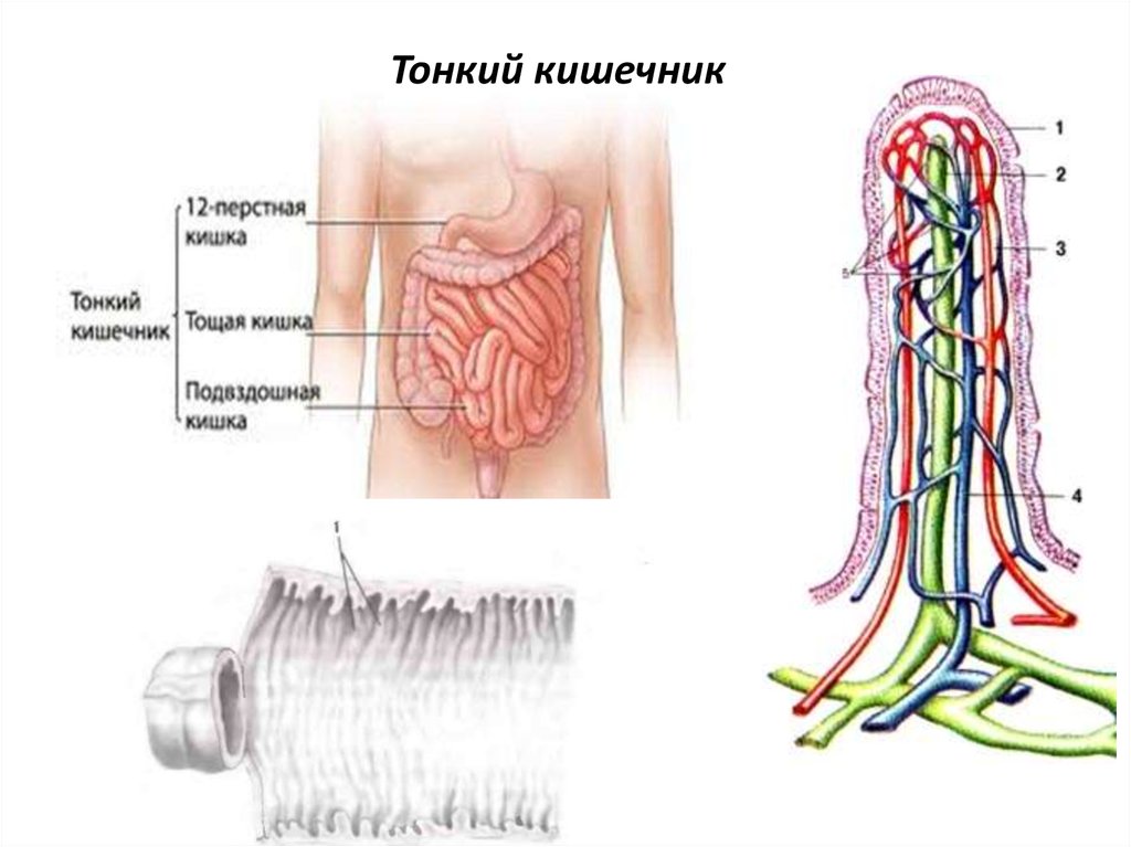 Тонкий кишечник система органов какая. Строение ворсинки тонкой кишки. Тонкий кишечник строение.