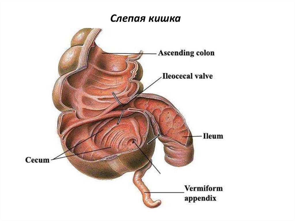 Баугиниевая заслонка где находится в кишечнике картинки