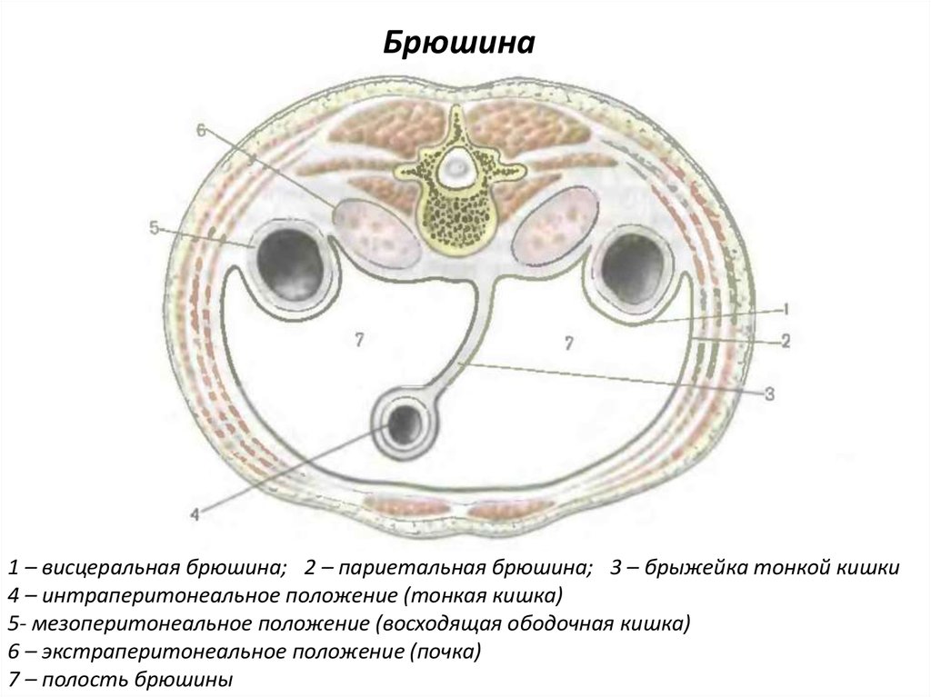 Целом строение. Париетальный и висцеральный листки брюшины. Экстраперитонеальное положение органа. Схема висцеральный и париетальный.