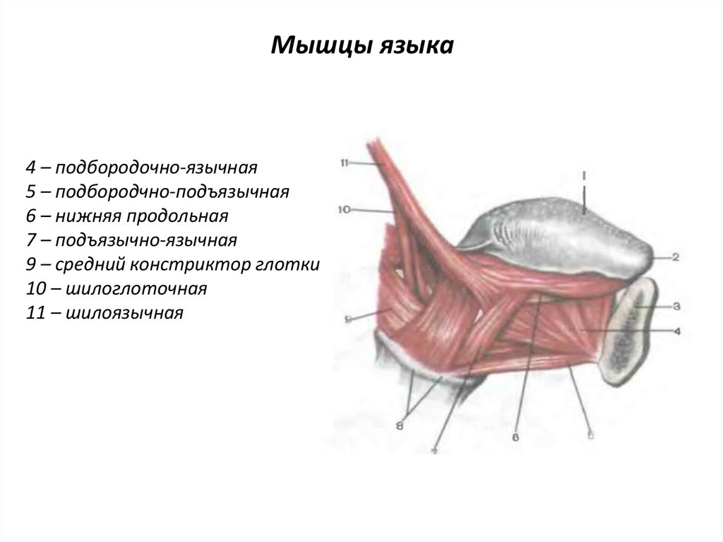 Мышцы языка. Подъязычно язычная мышца начало. Подбородочно язычная мышца языка.