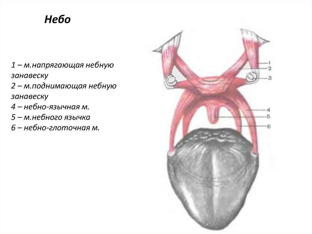 Мягкое небо. Мышцы мягкого неба анатомия. Нёбно-язычная мышца (m. palatoglossus). Мышцы мягкого неба схема. Небная занавеска анатомия.