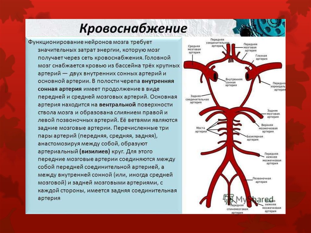 Мозговые артерии латынь. Внутренняя Сонная артерия кровоснабжение головного мозга. Области кровоснабжения внутренней сонной артерии. Внутренняя Сонная артерия кровоснабжает головной мозг. Схема артериального кровоснабжения головного мозга.