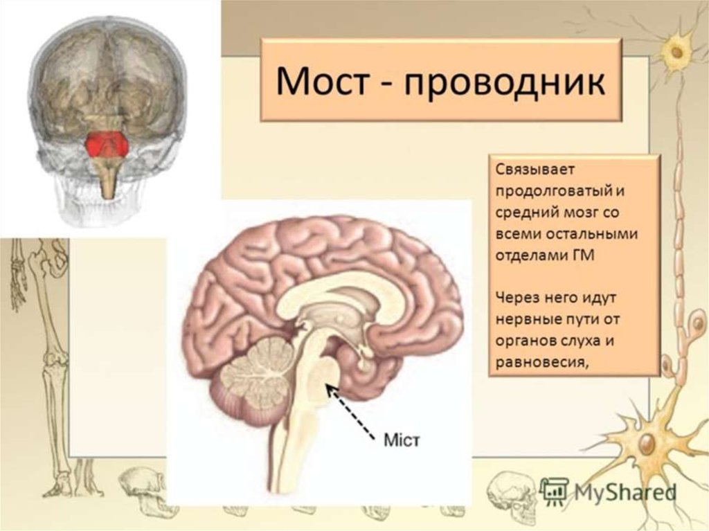 Особенности моста мозга. Отделы мозга варолиев мост. Головной мозг варолиев мост. Строение варолиева моста мозга. Структура моста в головном мозге.