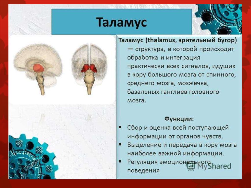 Функции таламуса промежуточного мозга. Промежуточный мозг таламус строение и функции. Промежуточный мозг. Структуры строение функции. Промежуточный мозг таламус функции кратко.