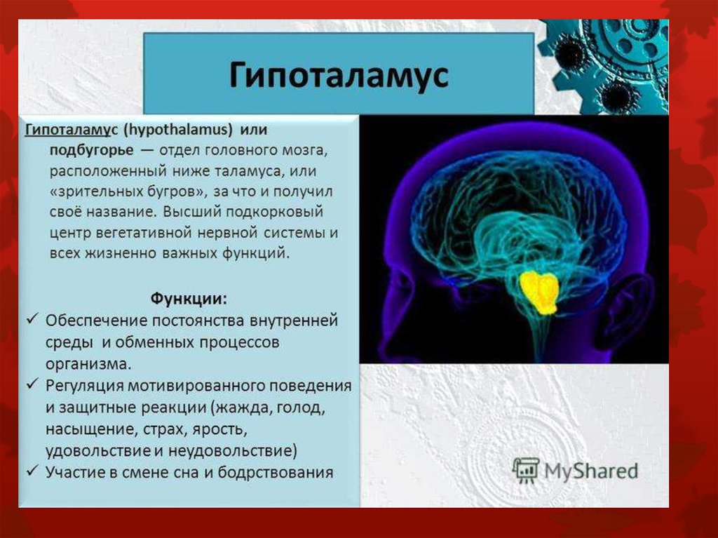 Функции гипоталамуса. Гипоталамус строение и функции. Гипоталамус функции. Функции гипоталамуса головного мозга. Основные функции гипоталамуса.