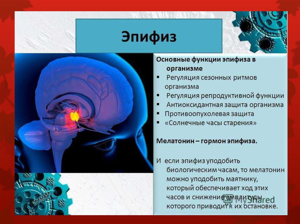 Роль мозга в организме. Эпифиз строение и функции. Эпифиз анатомия функции. Эпифиз строение и функции гормоны. Функция эпифиза в головном мозге.