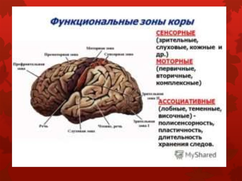 Основные зоны мозга. Сенсорные ассоциативные и моторные зоны коры. Ассоциативные, сенсорные, двигательные зоны коры.. Сенсорная зона коры головного мозга.