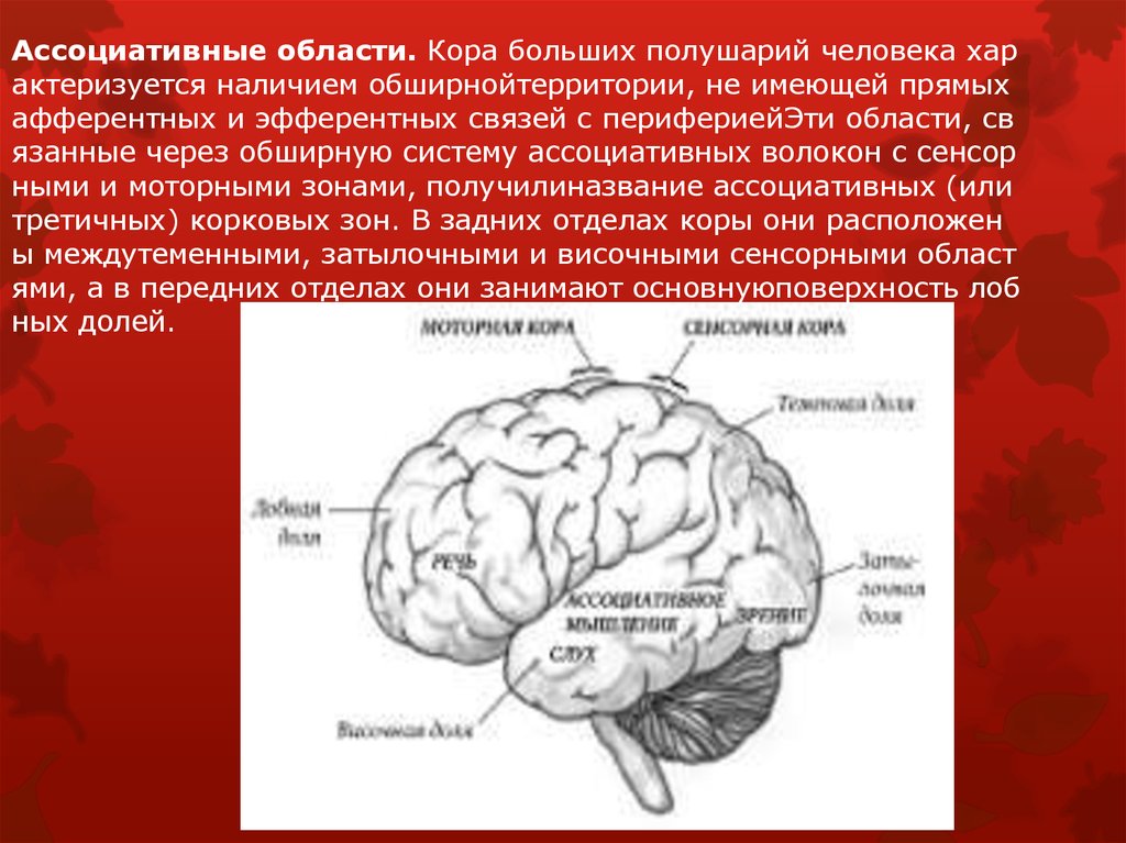 Ассоциативные доли мозга. Ассоциативная зона коры головного мозга. Ассоциативные области коры функции. Функции ассоциативной теменной коры. Ассоциативные области коры большого мозга..