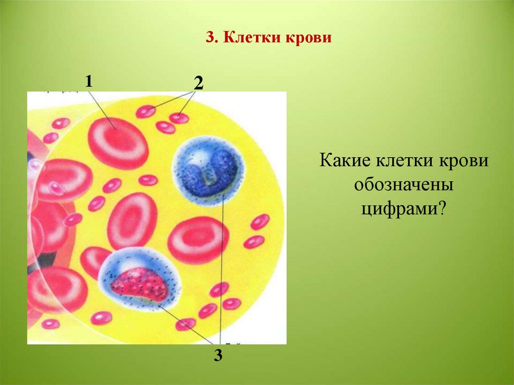 Внутренняя среда организма и кровообращение контрольная работа