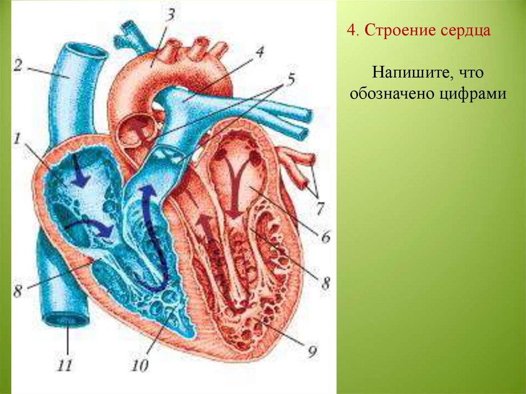 Правое предсердие является. Строение сердца человека схема. Сердце схема строения анатомия. Схема сердца биология 8 класс. Строение сердца рисунок.