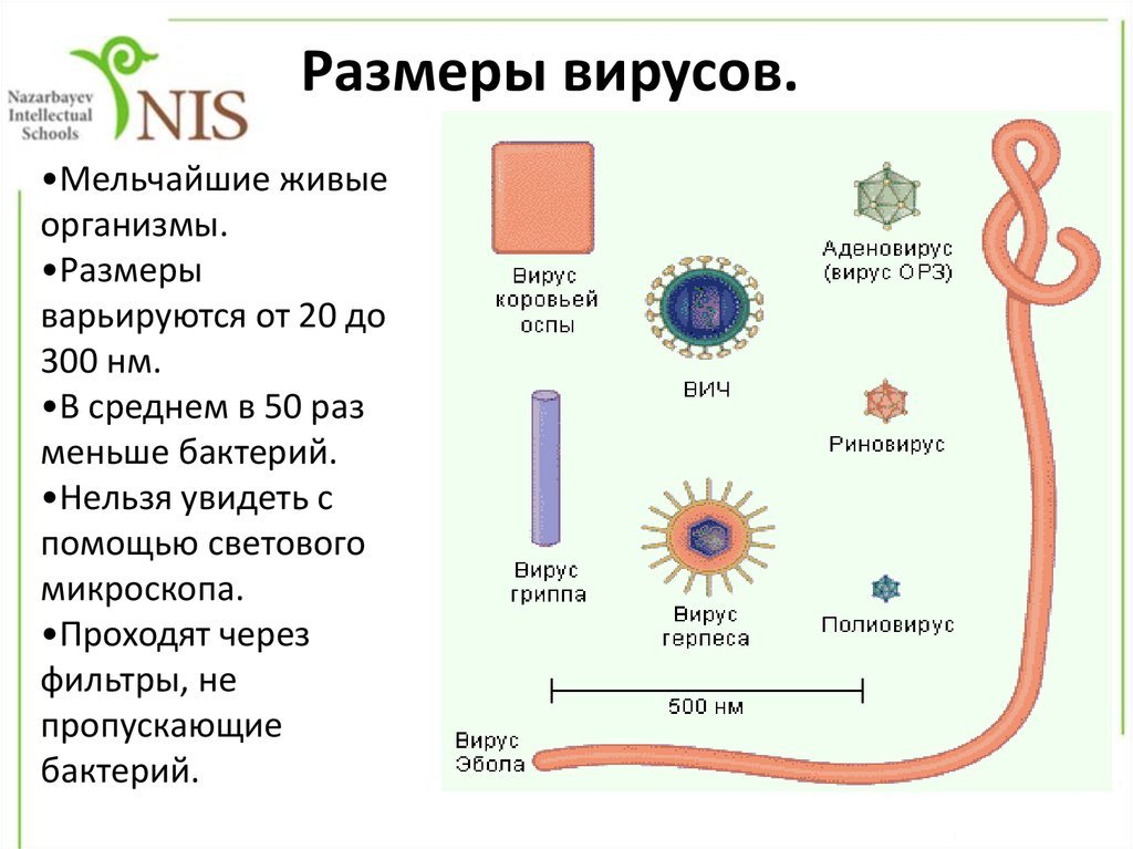 Сравнение размеров частиц. Размеры вирусов. Сравнительные Размеры вирусов. Размер вируса в НМ. Размеры вирусов и бактерий.