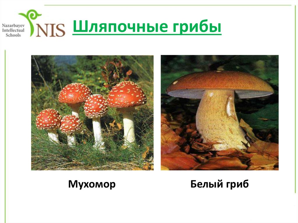 Назовите шляпочные грибы. Шляпочные паразитические грибы. Шляпочные грибы названия. Шляпочные грибы паразиты. Шляпочные грибы микробиология.