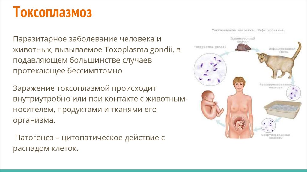 Торч инфекции презентация