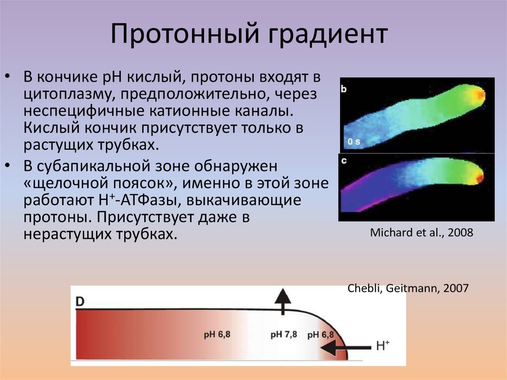 Протонный градиент