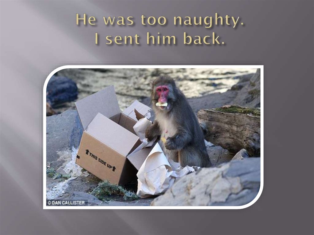 He was too naughty. I sent him back.