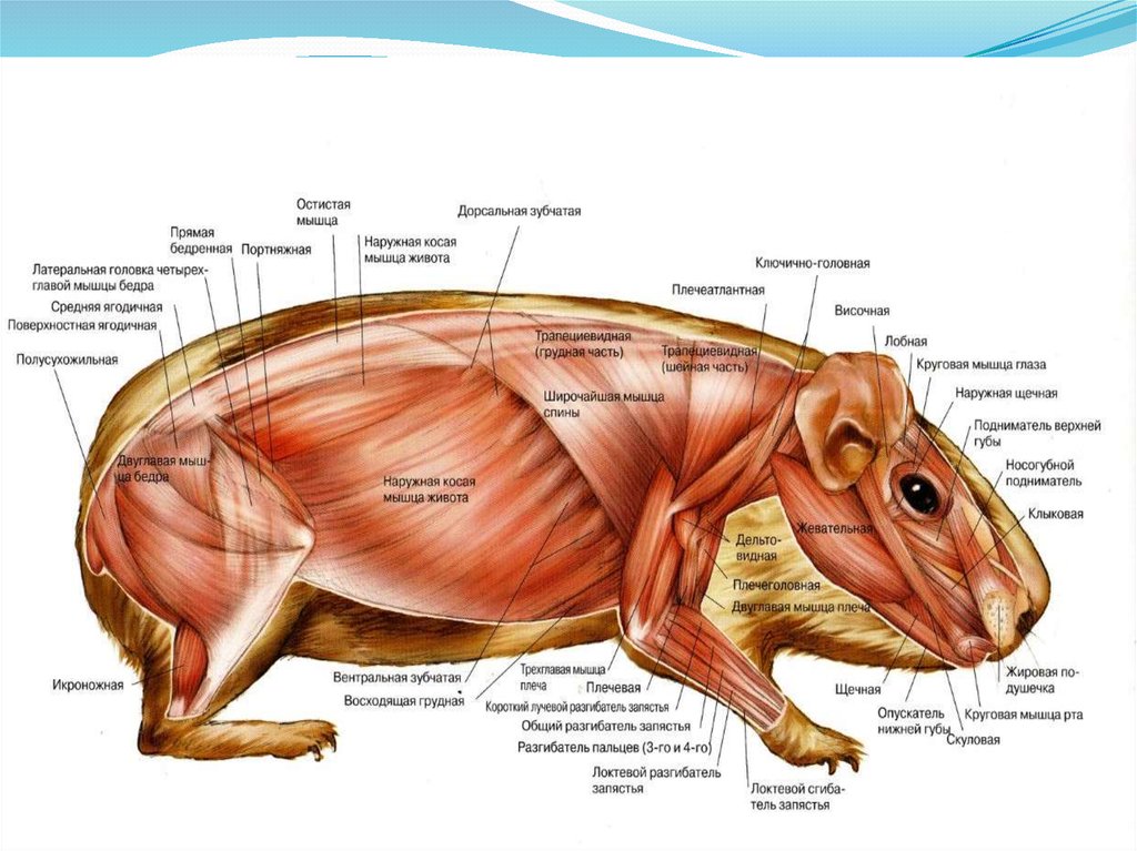 Какой диапазон тела характерен для морской свинки. Внешнее строение морской свинки. Анатомия морской свинки. Мышцы животных. Анатомия морской свинки самки.