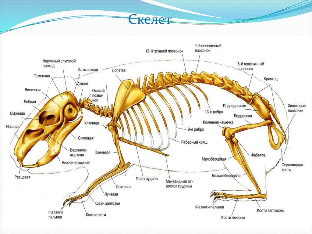 Скелет хомяка рисунок
