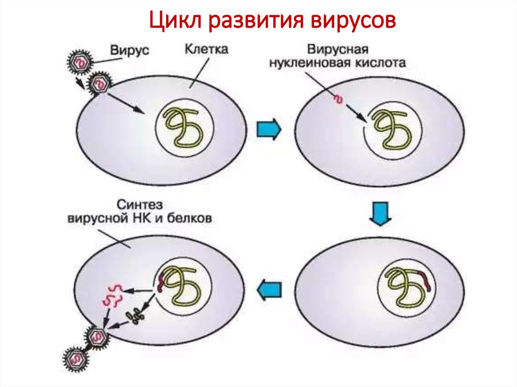 Размножение клетки жизненный цикл. Цикл развития вирусов схема. Цикл развития вируса рисунок. Размножение, жизненный цикл вирусов..