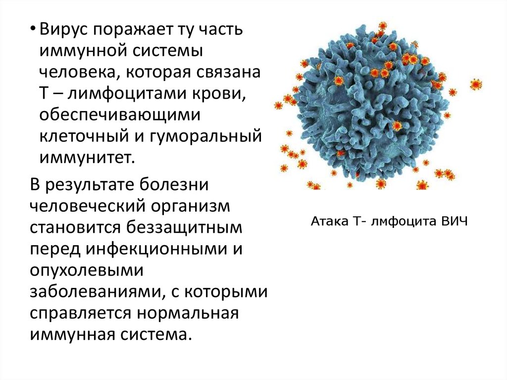 Сколько живет вирус на поверхности. Вирусы неклеточные формы. Неклеточные формы жизни вирусы и бактериофаги. Неклеточные формы жизни бактериофаги.
