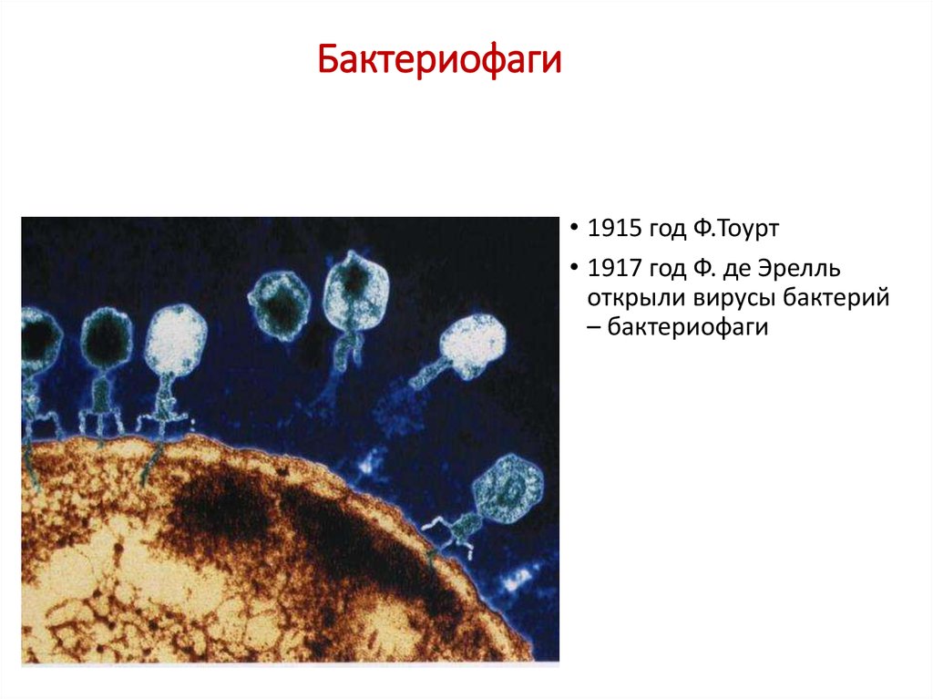 Наследственный аппарат вируса формы жизни бактериофаги. Неклеточные формы жизни бактериофаги. Эрелль вирусы. Значение бактериофага для жизни человека. Бактериофаги история открытия презентация.